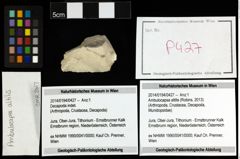 Foto (Objekt + Etiketten) von Ambulocapsa altilis (Robins, 2013) 